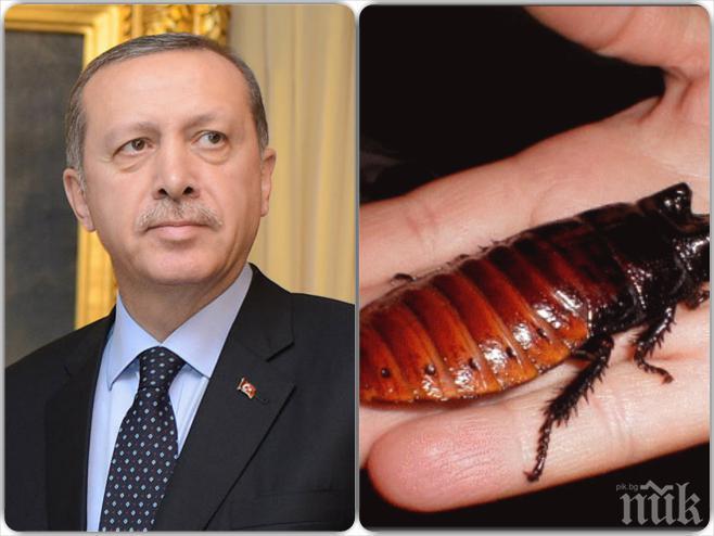 Тормоз! Ердоган се преместил в новия си палат заради хлебарките