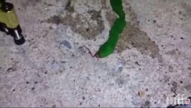 Морето изхвърли невероятно създание - гигантски зелен червей с дълъг розов език (видео)