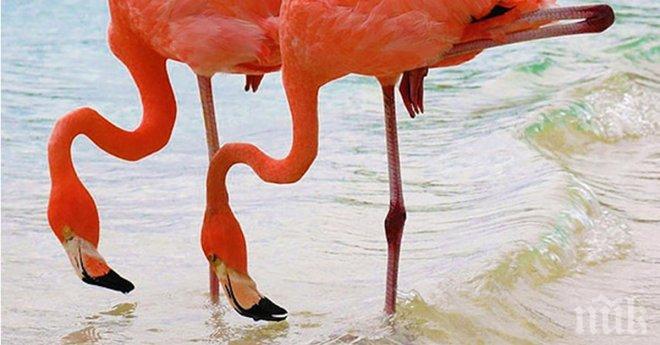 Всичко хубаво идва умножено по две!