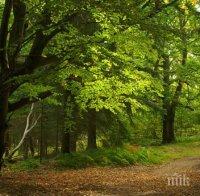 Мораториумът за износ на дървесина остава
