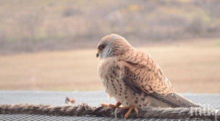 белошипи ветрушки кацнат летище софия полет мадрид