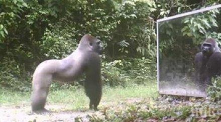 вижда своето отражение първи път реагира сладурския начин можеш представиш