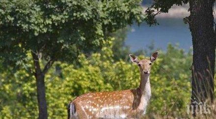 природен парк странджа нов директор