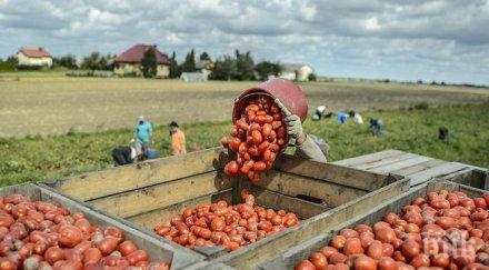 полезно доматеният сок облекчава симптомите менопауза