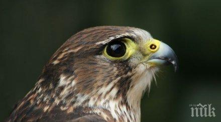 излюпиха първите соколчета сакар