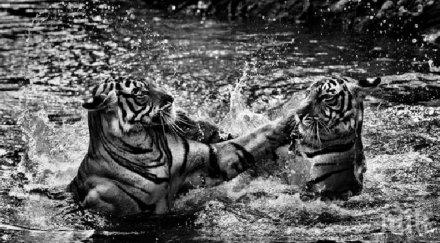 величествени черно бели снимки диви животни заснети точния момент