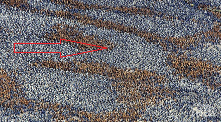 големи бели петна около кафяви линии нещо странно случва