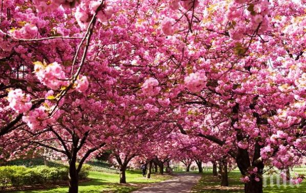 Какви сте според японския хороскоп! Проверете и се изумете