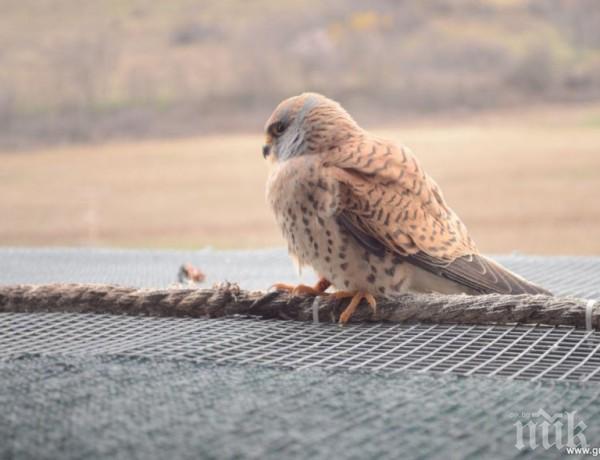 45 белошипи ветрушки ще кацнат на летище София с полет от Мадрид