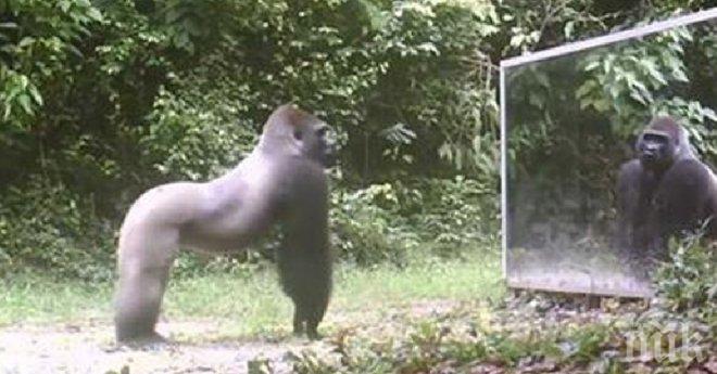 Той вижда своето отражение за първи път. Реагира по най-сладурския начин, който можеш да си представиш!
