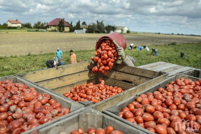 Полезно! Доматеният сок облекчава симптомите на менопауза