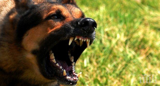 Бездомно куче разкъса момче в Скопие