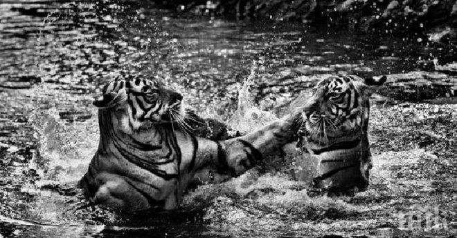 Величествени черно-бели снимки на диви животни заснети в точния момент!