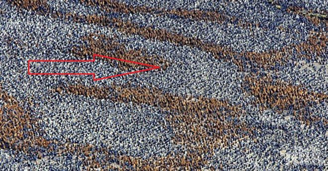 Големи бели петна, около кафяви линии. Нещо странно се случва...