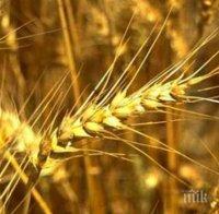 Стартира жътвата в Петричко