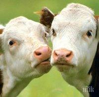 Все повече стада от крави, кози и ярета отглеждат в „Столипиново”