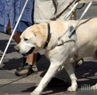 Куче-водач спаси стопанката си, хвърли се пред автобус