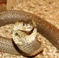СЕНЗАЦИОННО: Отровата от тази змия помага срещу COVID-19