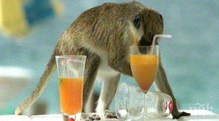 учени човекът еволюирал благодарение алкохола