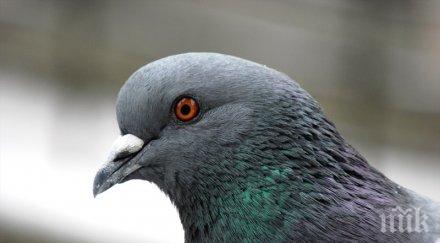 хеликоптер спаси гълъб нефтена платформа