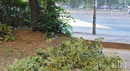 забраниха брането липов цвят стара загора