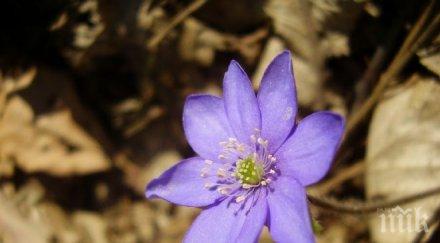 обявена нова защитена местност пролетно ботурче