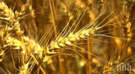 стартира жътвата петричко