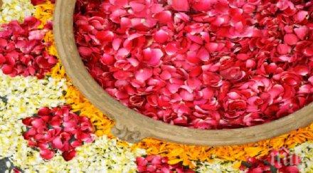 пик слаба реколта рози отчитат розопроизводители