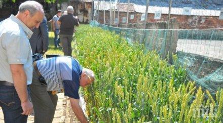 засадиха сорта пшеница памет тодор рачински