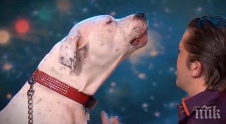 куче разплаче смях