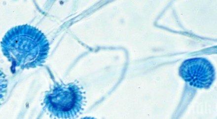 внимание коварна гъбичка плъзна домовете разболява тежко