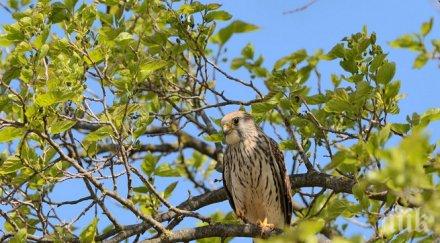 белошипи ветрушки кацнат софия