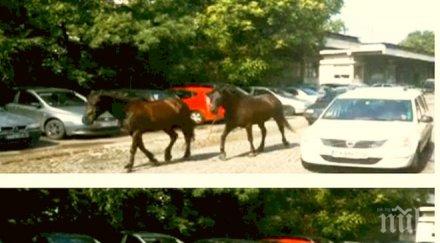 софия дивия запад коне препускат улиците