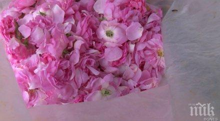 слабата реколта рози отчитат производителите