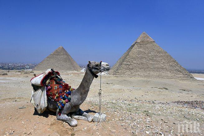 СЗО: Камилската урина е вредна, причинява коронавирус 