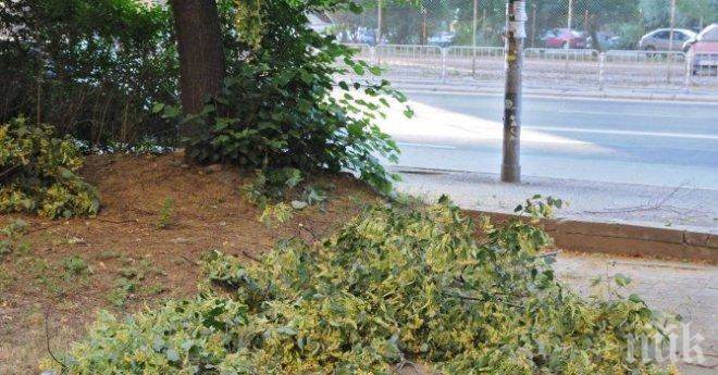 Забраниха брането на липов цвят в Стара Загора