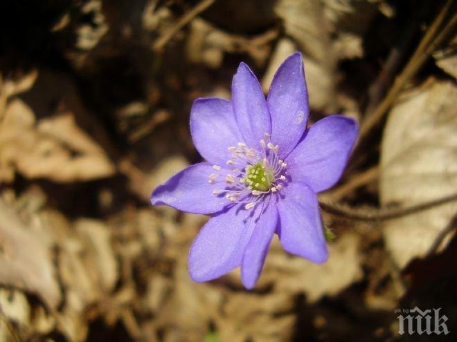 Обявена е нова защитена местност с пролетно ботурче
