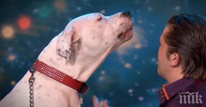 Това куче ще те разплаче от смях