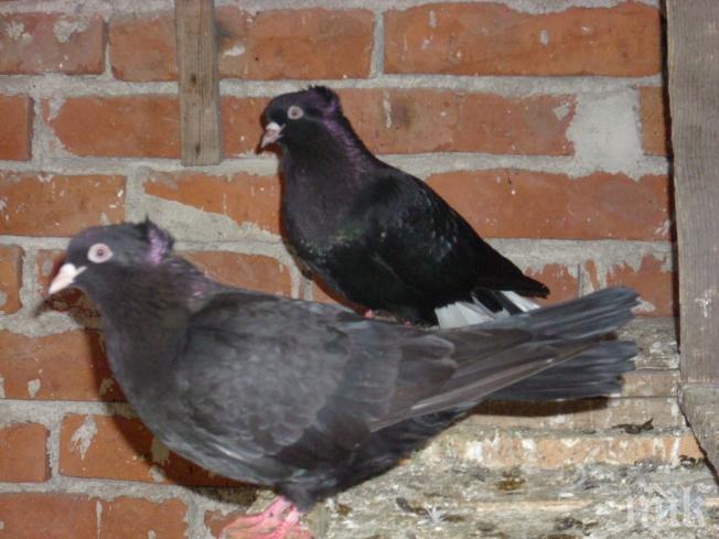 ПИК TV: Животновъди от цялата страна протестират утре край Дунав мост