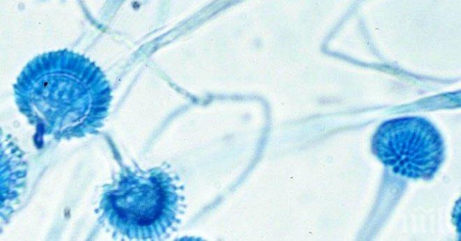 Внимание! Коварна гъбичка плъзна в домовете ни! Разболява тежко