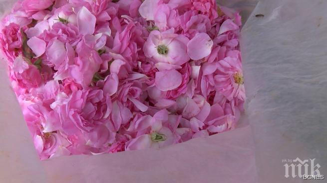 Най-слабата реколта от рози отчитат производителите