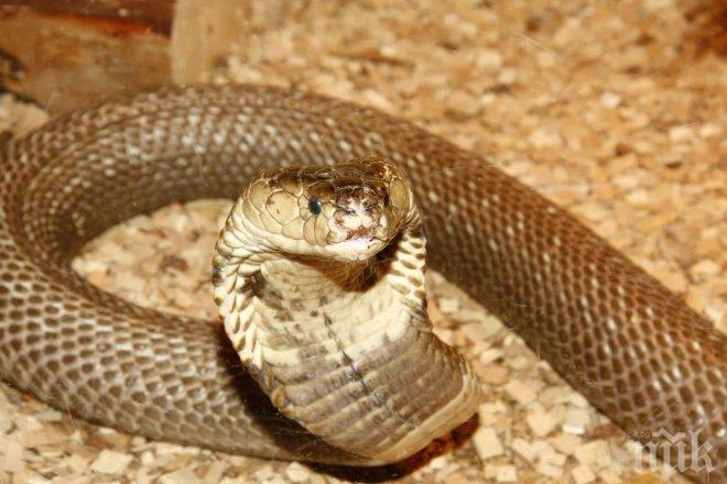 СЕНЗАЦИОННО: Отровата от тази змия помага срещу COVID-19