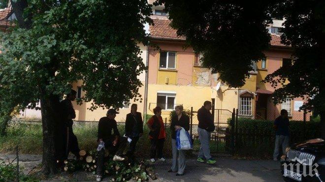 Граждани пазят с телата си липите в Перник