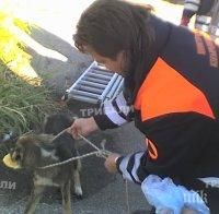 Куче заседна в улична шахта, викаха спасители да го вадят