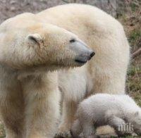 Белите мечки започнаха да ловуват делфини 