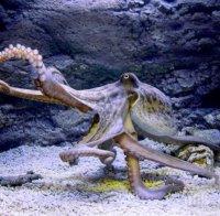 Създадоха изкуствена кожа хамелеон