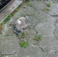 Брутално! Изверги избиват гларуси в центъра на Бургас (снимки)