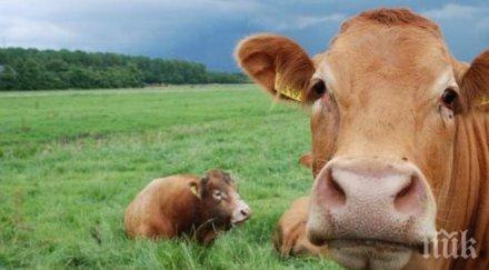 ваксинираха син език едрите преживни животни ямболско