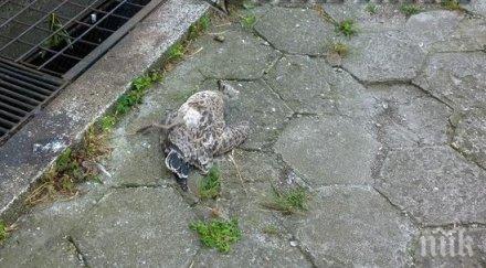 брутално изверги избиват гларуси центъра бургас снимки