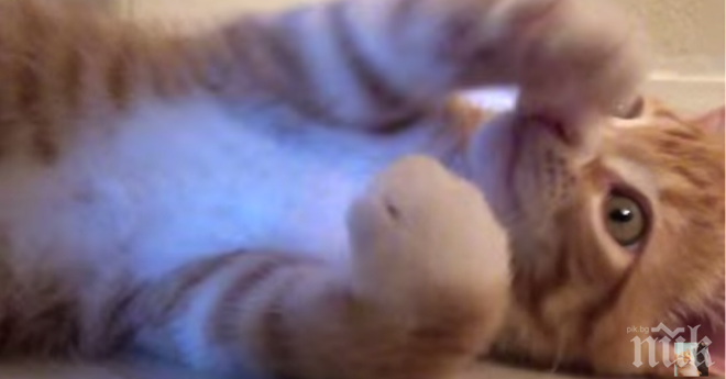 Как котките казват Обичам те